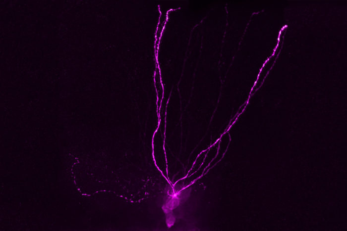 New approach to developing antidepressants